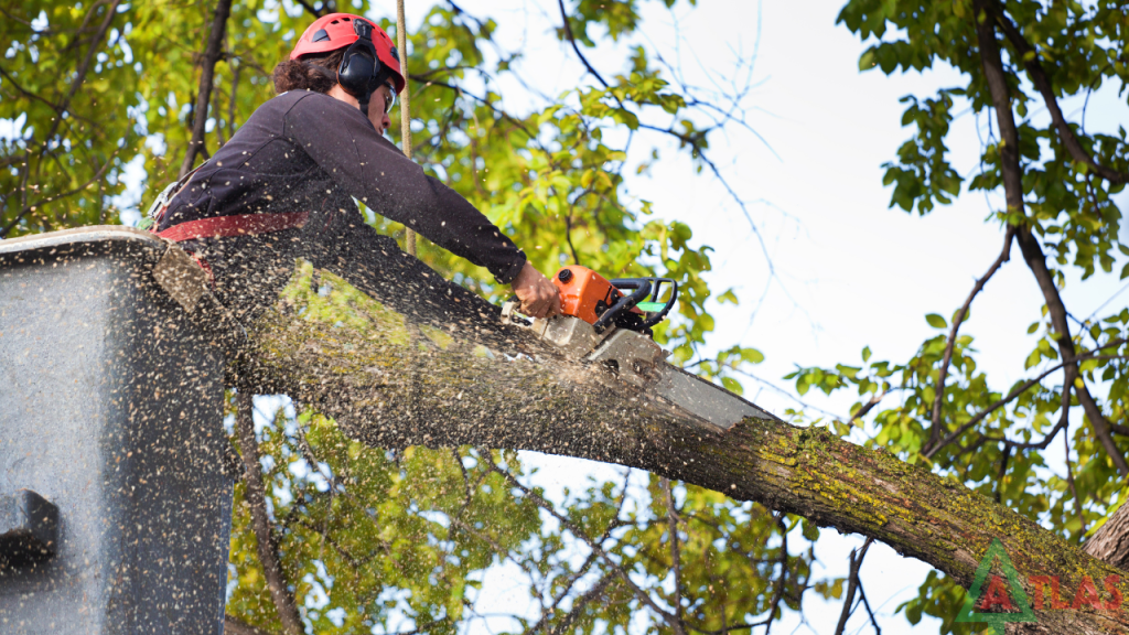 seminole stump removal
