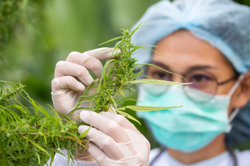 Healing Properties of Weed